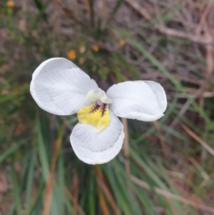 Diplarrena moraea at suppressed - suppressed