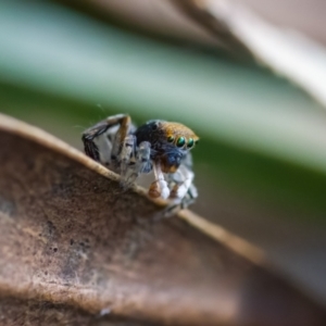 Maratus pavonis at Paddys River, ACT - suppressed