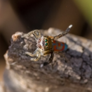 Maratus pavonis at Paddys River, ACT - suppressed