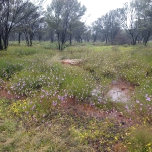 Eremophila goodwinii subsp. goodwinii at Cunnamulla, QLD - 29 Aug 2022 10:33 AM