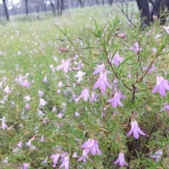 Eremophila goodwinii subsp. goodwinii at Cunnamulla, QLD - 29 Aug 2022