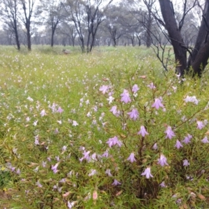 Eremophila goodwinii subsp. goodwinii at Cunnamulla, QLD - 29 Aug 2022 10:33 AM