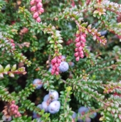 Trochocarpa thymifolia at Wellington Park, TAS - 14 Feb 2022 by Detritivore