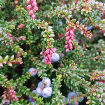 Trochocarpa thymifolia at Wellington Park, TAS - 14 Feb 2022 by Detritivore