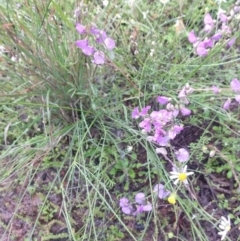 Unidentified Pea at Cunnamulla, QLD - 29 Aug 2022 by LyndalT