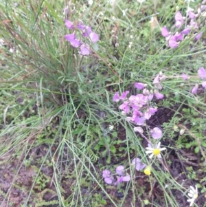 Swainsona sp. at Cunnamulla, QLD - 29 Aug 2022