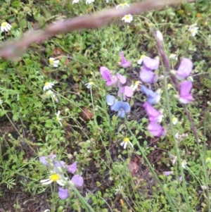 Swainsona sp. at Cunnamulla, QLD - 29 Aug 2022