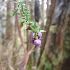 Trochocarpa disticha at Raminea, TAS - 23 Sep 2023 by Detritivore