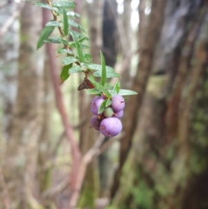 Trochocarpa disticha at Raminea, TAS - 23 Sep 2023