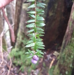 Trochocarpa disticha at Raminea, TAS - 23 Sep 2023 11:00 AM