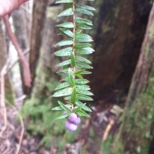 Trochocarpa disticha at Raminea, TAS - 23 Sep 2023