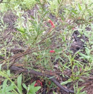 Eremophila glabra at Cunnamulla, QLD - 29 Aug 2022