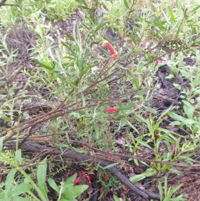 Eremophila glabra (Tar Bush) at Cunnamulla, QLD - 29 Aug 2022 by LyndalT