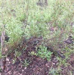 Eremophila glabra at Cunnamulla, QLD - 29 Aug 2022