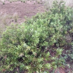 Eremophila glabra at Cunnamulla, QLD - 29 Aug 2022