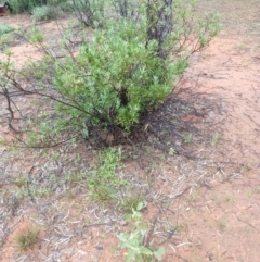 Eremophila glabra at Cunnamulla, QLD - 29 Aug 2022 11:31 AM