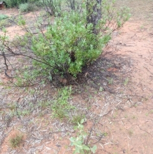 Eremophila glabra at Cunnamulla, QLD - 29 Aug 2022