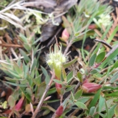 Styphelia adscendens (Golden Heath) at Huntingfield, TAS - 20 Sep 2023 by Detritivore