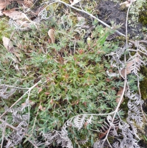 Styphelia adscendens at Huntingfield, TAS - 20 Sep 2023