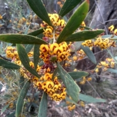 Daviesia mimosoides subsp. mimosoides at Tinderry Nature Reserve - 14 Oct 2023 by mahargiani