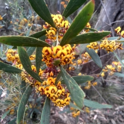 Daviesia mimosoides subsp. mimosoides at Tinderry, NSW - 15 Oct 2023 by mahargiani