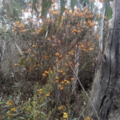 Daviesia mimosoides subsp. mimosoides at Tinderry, NSW - 15 Oct 2023