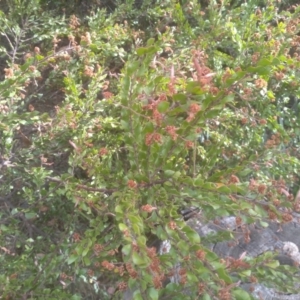Acacia costiniana at Tinderry, NSW - 15 Oct 2023