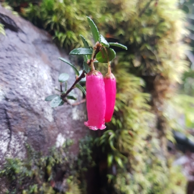 Prionotes cerinthoides at West Coast, TAS - 8 Jul 2022 by Detritivore