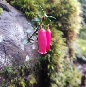 Prionotes cerinthoides at West Coast, TAS - 8 Jul 2022