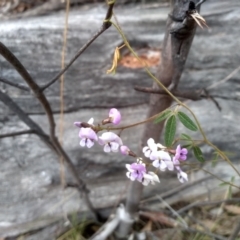 Glycine clandestina (Twining Glycine) at Tinderry Nature Reserve - 14 Oct 2023 by mahargiani