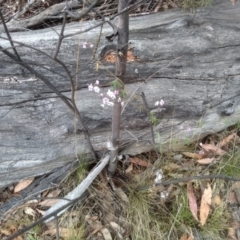 Glycine clandestina at Tinderry, NSW - 15 Oct 2023