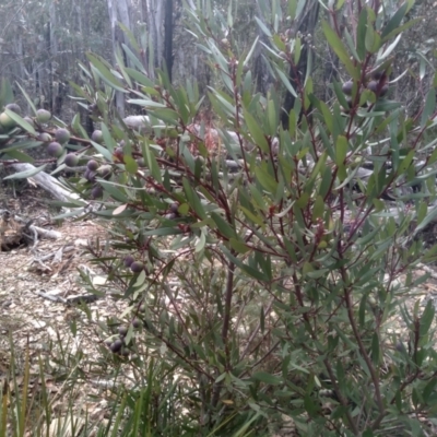 Persoonia silvatica (Forest Geebung) at Tinderry, NSW - 15 Oct 2023 by mahargiani