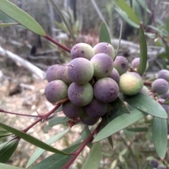 Persoonia silvatica at Tinderry, NSW - 15 Oct 2023 09:22 AM