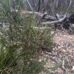 Persoonia silvatica at Tinderry, NSW - 15 Oct 2023