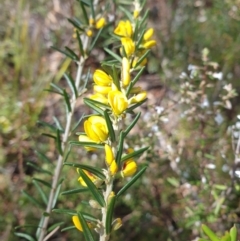 Aotus ericoides (Common Aotus) at Huntingfield, TAS - 20 Sep 2023 by Detritivore