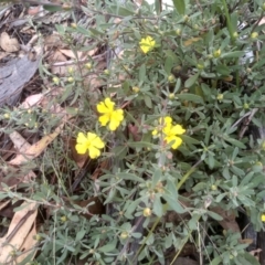 Hibbertia obtusifolia (Grey Guinea-flower) at Tinderry, NSW - 14 Oct 2023 by mahargiani