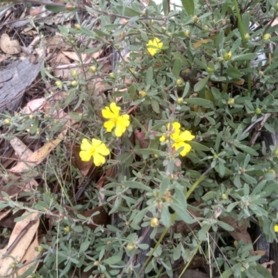 Hibbertia obtusifolia (Grey Guinea-flower) at Tinderry, NSW - 15 Oct 2023 by mahargiani