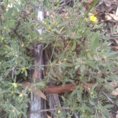 Hibbertia obtusifolia at Tinderry, NSW - 15 Oct 2023