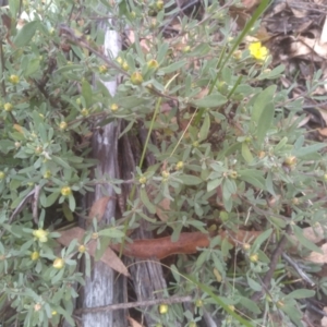 Hibbertia obtusifolia at Tinderry, NSW - 15 Oct 2023