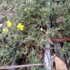 Hibbertia obtusifolia at Tinderry, NSW - 15 Oct 2023