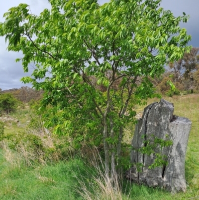 Celtis australis (Nettle Tree) at Tuggeranong, ACT - 16 Oct 2023 by LPadg