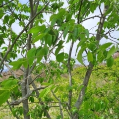 Celtis australis at Tuggeranong, ACT - 16 Oct 2023