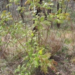 Pistacia chinensis (Chinese Pistachio) at Macarthur, ACT - 15 Oct 2023 by LPadg