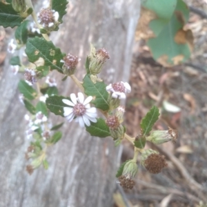 Olearia iodochroa at Tinderry, NSW - 15 Oct 2023 10:03 AM