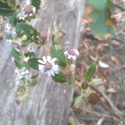 Olearia iodochroa (Violet Daisy-bush) at Tinderry, NSW - 15 Oct 2023 by mahargiani