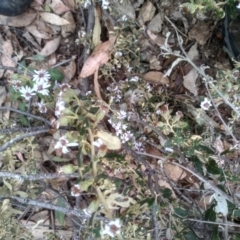 Olearia iodochroa at Tinderry, NSW - 15 Oct 2023 10:03 AM