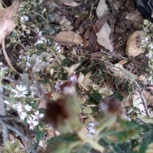 Olearia iodochroa at Tinderry, NSW - 15 Oct 2023 10:03 AM