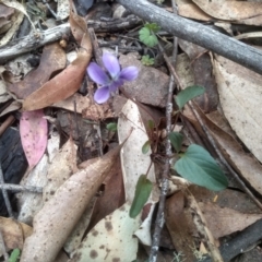 Viola betonicifolia (Mountain Violet) at Tinderry, NSW - 15 Oct 2023 by mahargiani