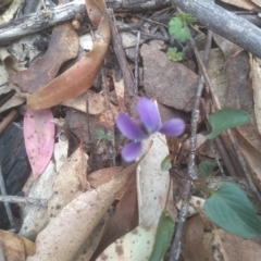 Viola betonicifolia at Tinderry, NSW - 15 Oct 2023 10:04 AM