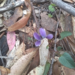 Viola betonicifolia at Tinderry, NSW - 15 Oct 2023